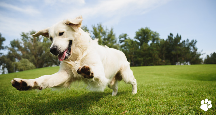 Great Dog Boarding Kennels